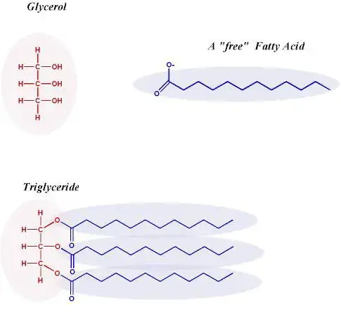 (Atas) struktur gliserol dan asam lemak bebas, (bawah) struktur minyak/trigliserida